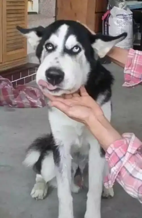 柴犬出去玩回到家后就变成这个样子,看完后我彻底笑喷了