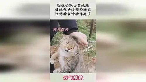 猫咪偷跑去菜地玩,被抓包后提颈带回家,注意看表情动作亮了