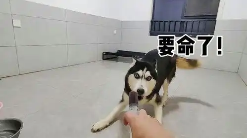 暴热天气给长沙的二哈来管藿香正气水,傻狗立马疯了太好笑了