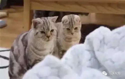 沉迷吸猫猫咪第一次见到小宝宝,小心翼翼的表情让主人看了忍不住笑喷