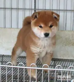 南京专业培养秋田犬火爆七折超值保证纯种签订合同