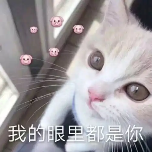 猫猫只是路过表情包情侣头像