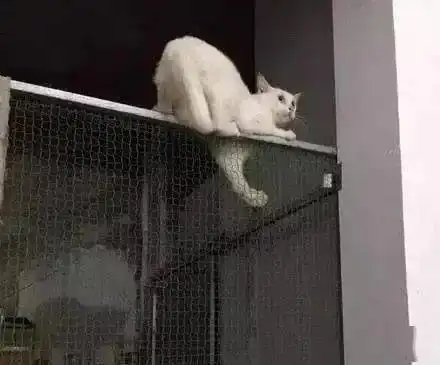 猫咪越狱出门约会被逮正着,面对铲屎官质问装傻承认