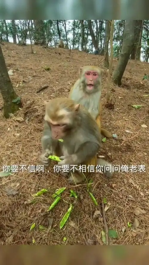 表嫂子生气了搞笑搞笑配音猴子