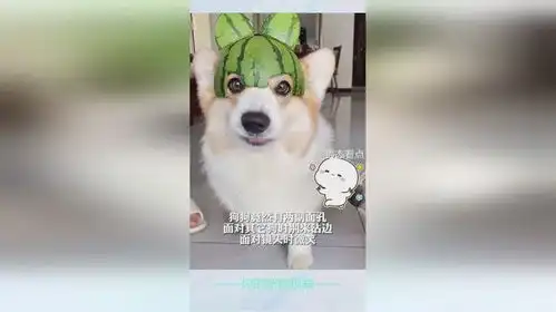 狗狗竟然有两副面孔,面对其它狗时别来沾边,面对镜头时微笑