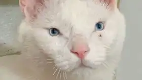 尖尖耳大眼睛的小可爱亲戚家领回来的,有一点点像狸花猫,其实就是家猫吧终于克服了逗猫棒妈妈说应该有两三个月了