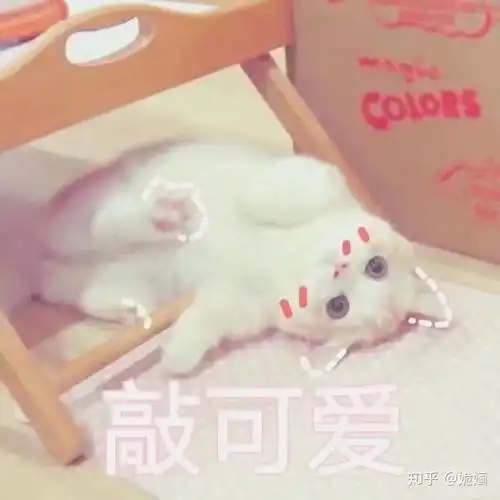 你有哪些关于猫狗的表情包