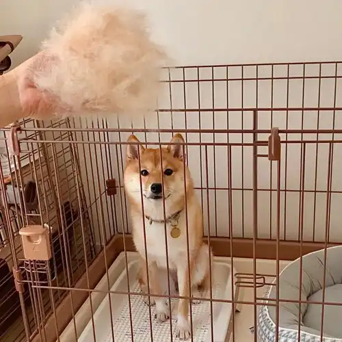 主人拿出指甲钳后,可爱柴犬瞬间变成恶犬,露出尖牙