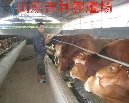 搞养殖业养牛赚钱多还是养猪赚钱多-黄页88网