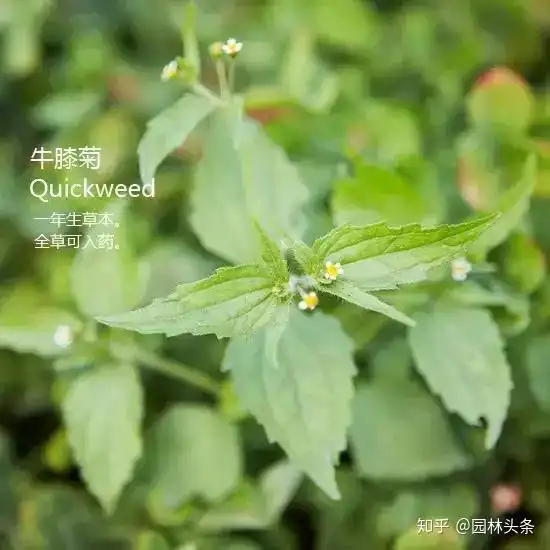 立秋了,该除草啦附苗圃常见杂草图谱