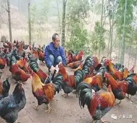 陕西南郑林下种草养鸡助推脱贫