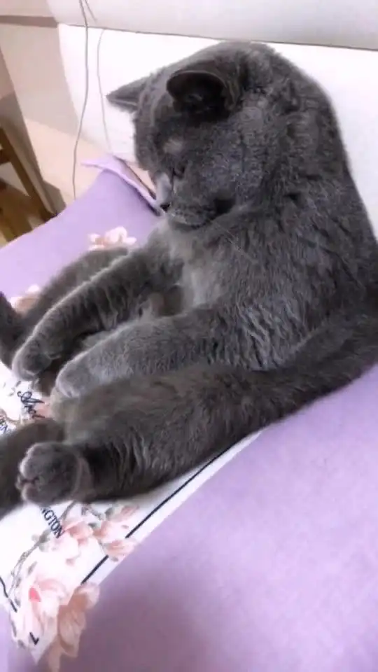 猫你单身是你不找对象我单身是你不给我找对象