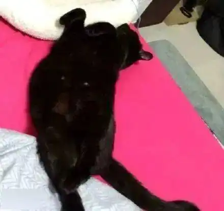 睡姿各种销魂的招财猫猫,太萌了