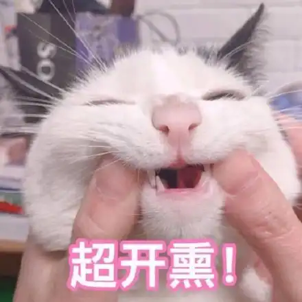 猫咪真的不能喝牛奶吗,喝了会怎么样