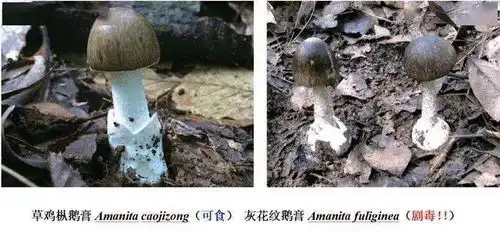 腾冲夫妻二人在家用餐后,老婆不幸身亡经检测饭菜里含有