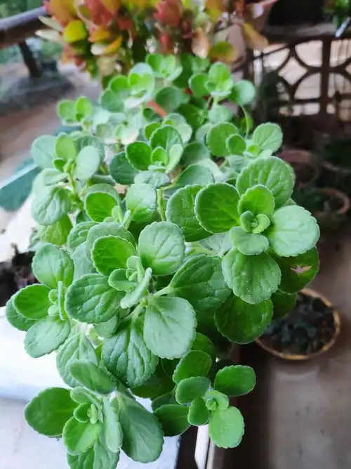 10种驱蚊花,适合现在养,美丽又实用,驱蚊效果一级棒