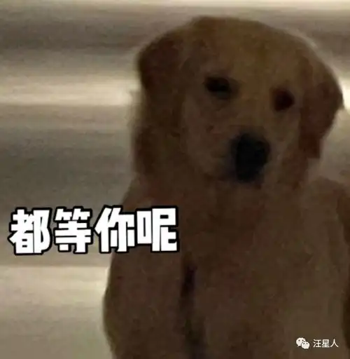 带狗狗出门散步动作太慢,狗子的表情超搞笑快点儿的,都等你呢