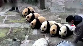 熊猫搞笑