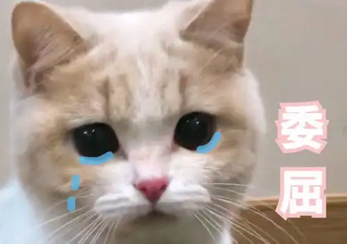 猫鼻支多少钱能治好