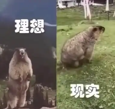 草原之上,真实土拨鼠的叫声,与人们恶搞配音不一样