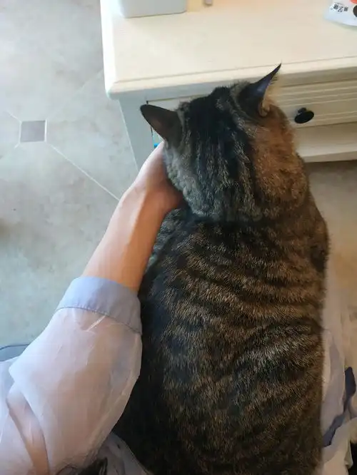 捡了一只小猫,家里大猫生气了,这是气哭...