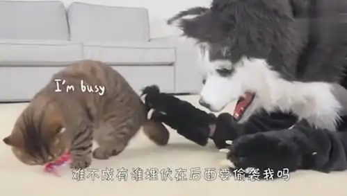 主人扮哈士奇恶搞,猫咪露露看到后,接下来忍住别笑