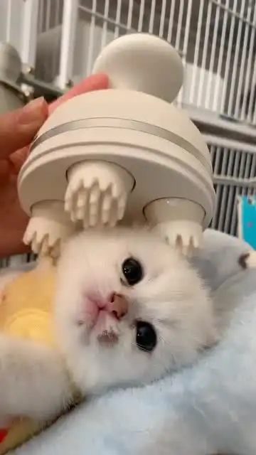 确认过表情,这只猫咪是见过世面的,太享受了