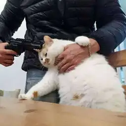 求这种全套表情包