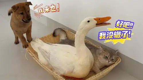 小狗找猫和鸭子一起睡觉,猫和鸭子的反应如何呢搞笑又可爱
