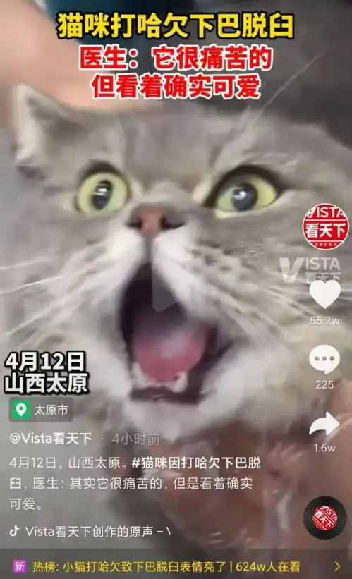 心疼又好笑猫咪打哈欠下巴脱臼,网友帧帧都是表情包