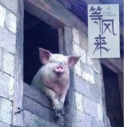 养猪的钱买房了,卖房的钱要开始养猪了