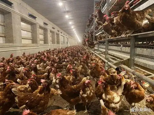 非笼养鸡蛋是土鸡蛋的批量生产