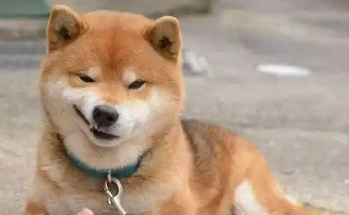 论表情包,我柴犬说第二,没人敢说第一