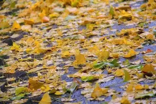写作文需要积攒素材,看看这个孩子写的秋雨的味道