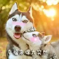 我从来没有见过,这么装逼的哈士奇表情包,有了它称霸装逼界