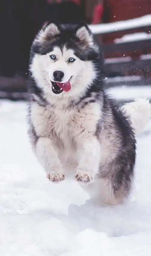 适合家养的陪伴型犬种,哪一个更受大家欢迎