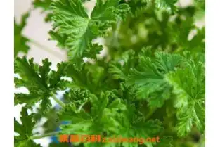 常见的喜阴植物有哪些