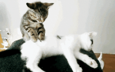 极品猫奇葩搞笑gif猫中的逗比
