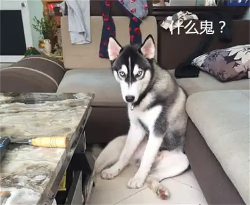 二哈搞破坏屡教不改,主人为了对付它,想方设法想出这个主意