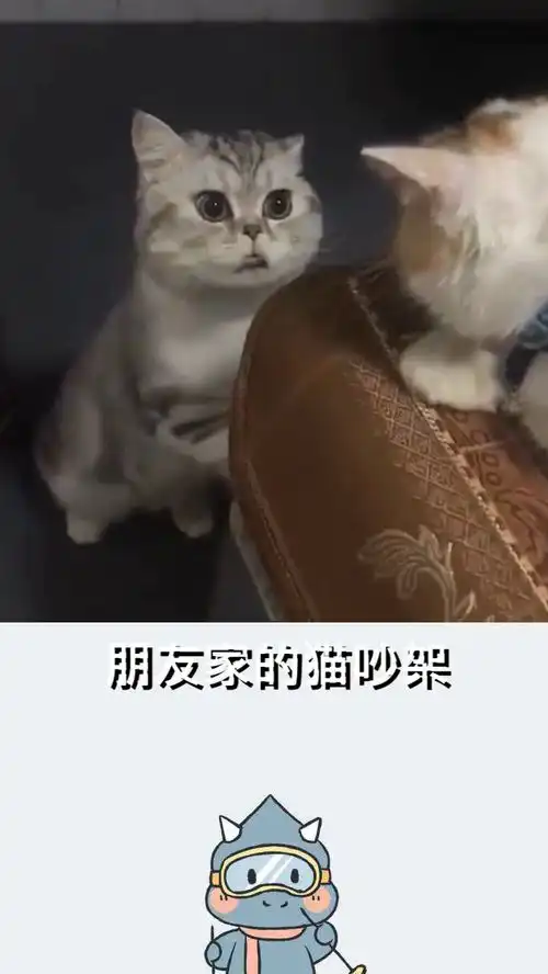 火变全网的表情包,这猫真的太搞笑了