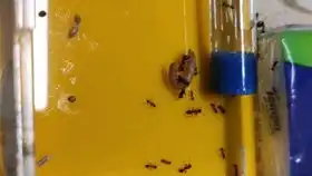 工匠收获蚁喂食面面
