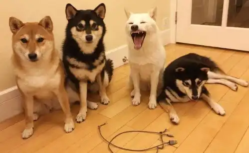 前有哈士奇,后有柴犬,能不能好好地拍个合影啊