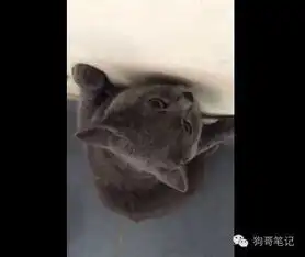 猫咪偷吃零食被主人罚站偷下懒还被掐脖子真遭罪