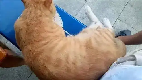 辟谣橘色易发胖大家可冤枉橘猫了,长得胖并不是花色的锅