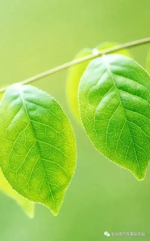 养眼壁纸,缓解视觉疲劳