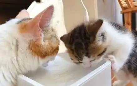 小奶猫无师自通学会喝水,猫妈妈的表情亮了,不愧是我娃