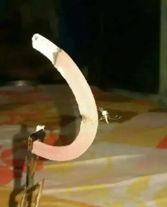 蚊子抽我这个,我这个劲儿大的囧图