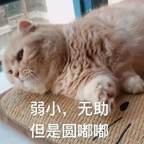 来一组可爱猫咪表情包