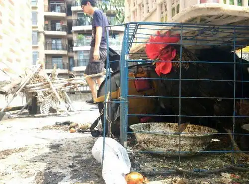 在楼顶种菜养鸡,鸡粪怎么处理
