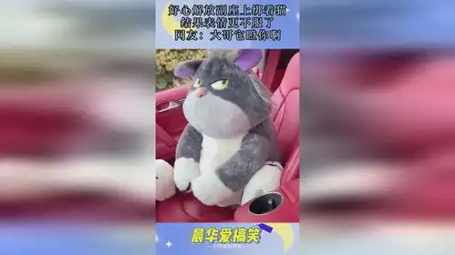 好心解放副座上绑着猫,结果表情更不服了,网友大哥它瞪你啊